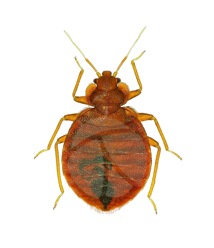 Plaga-de-Chinches-e1654157051882-PhotoRoom.png-PhotoRoom